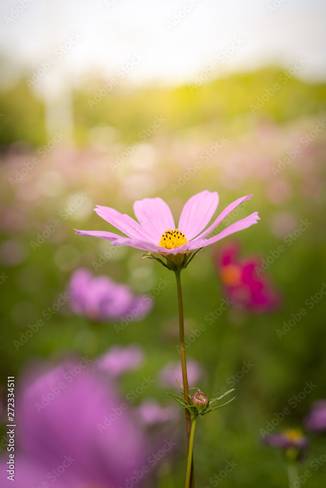 The background image of the colorful flowers The background image of the colorful flowers