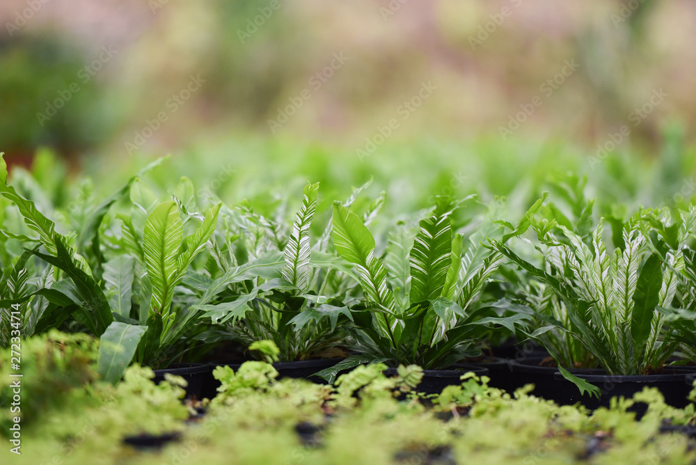 Green leaves of bird nest fern in nursery garden farm plant Green leaves of bird nest fern in nursery garden farm plant