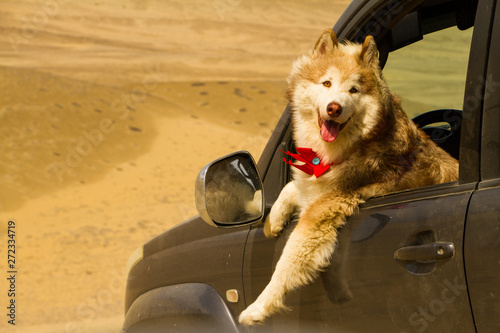 perro conductor