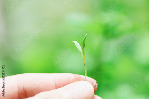 Hand holding of sapling young plant growth on neutral green background - Agriculture little plant seeding growing for planting on soil in the garden