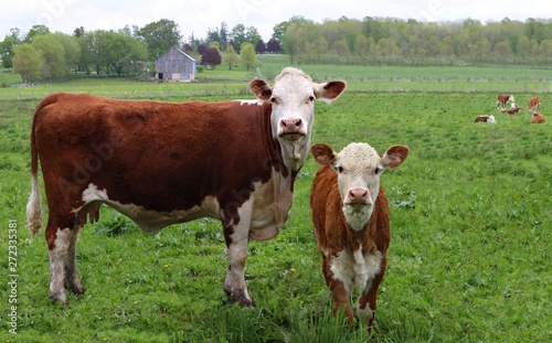Newborn Hereford calf standing in the field with cow 