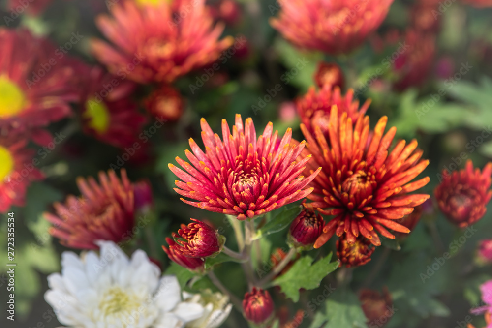 Gerbera flower blooming in garden Gerbera flower blooming in garden