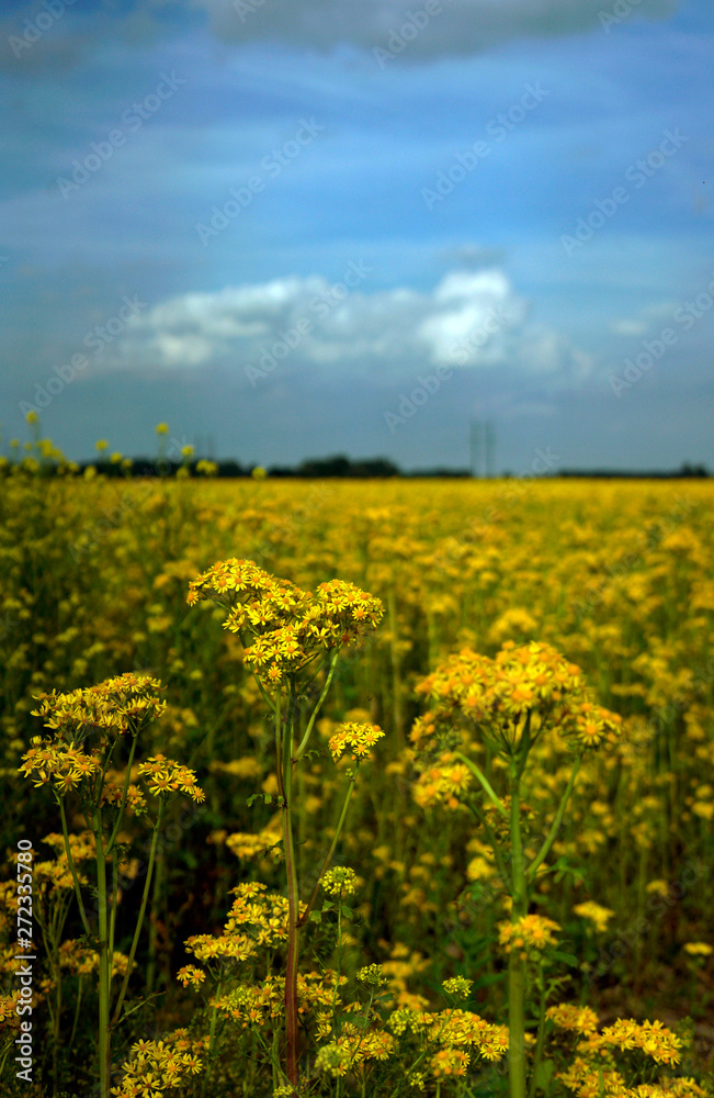 Butterweed growing in Indiana fields.jpg