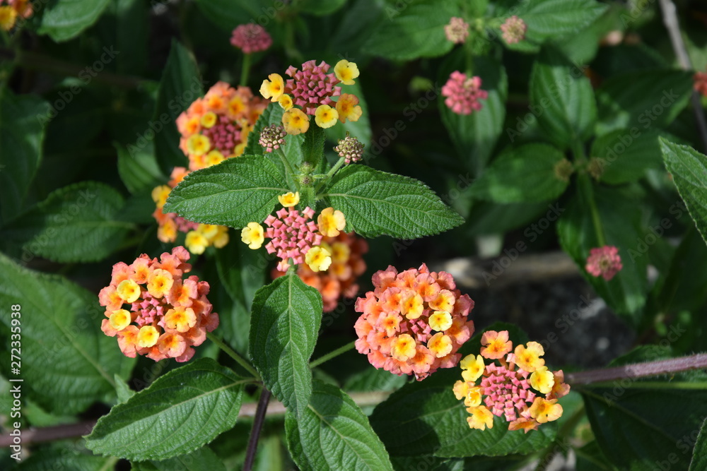 beautiful colorful lantana camara close up beautiful colorful lantana camara close up