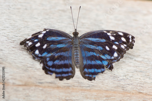 Butterfly 2019-38 / Royal Blue Butterfly (Myscelia ethusa) With a broken wing photo