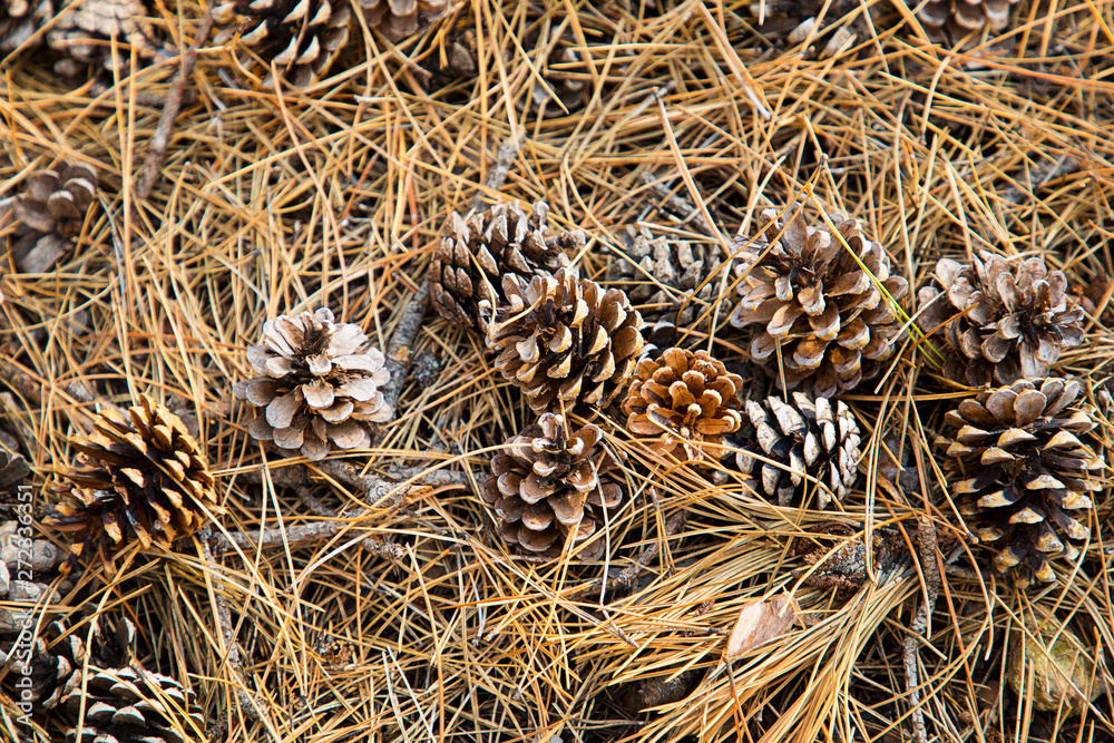 Pine cones on pine needles 