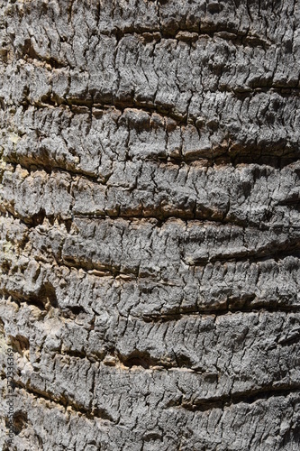 Palm bark close up texture