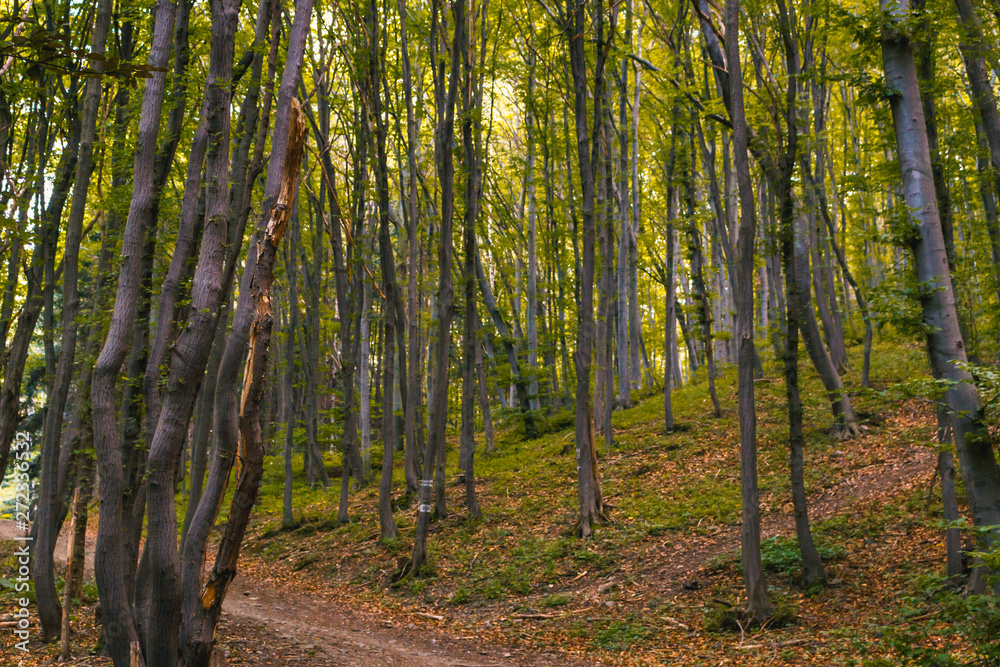 Fototapeta premium peaceful empty path in the middle of a forest