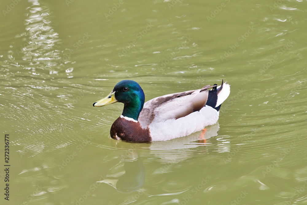 Mallard floating on lake. Male of wild duck (Anas platyrhynchos) Mallard floating on lake. Male of wild duck (Anas platyrhynchos)