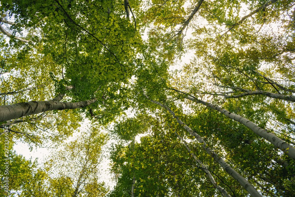 forest trees in bulgaria, nature landscape forest trees in bulgaria, nature landscape