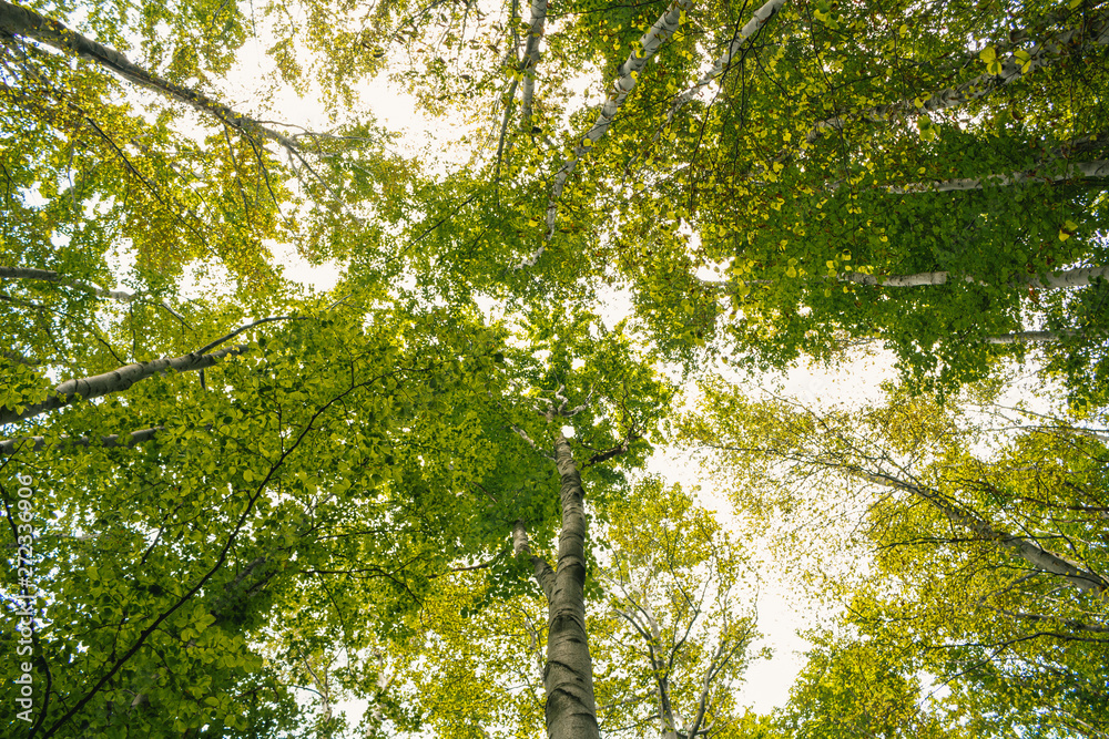 Fototapeta premium looking up trees in the forest during the day