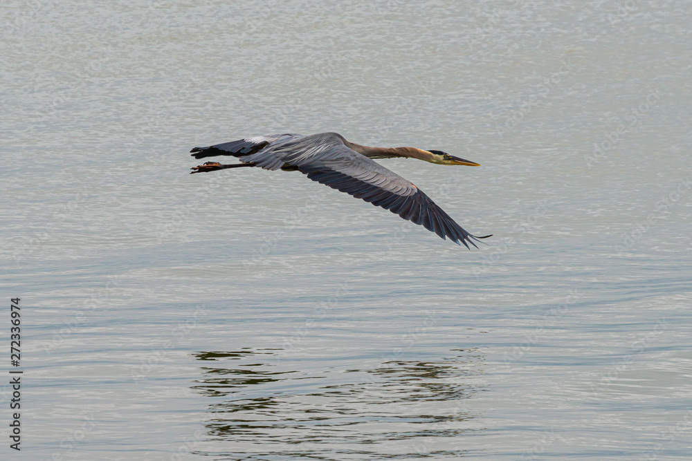 Obraz premium Great Blue Heron in Flight