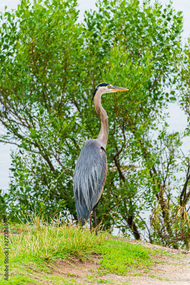 Fototapeta premium Great Blue Heron Standing in Grass