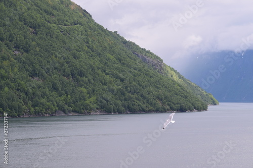 Bird flying on top of water, with green mountain in the background. Norwegian fjord on a cloudy and rainy day. Bright green trees.