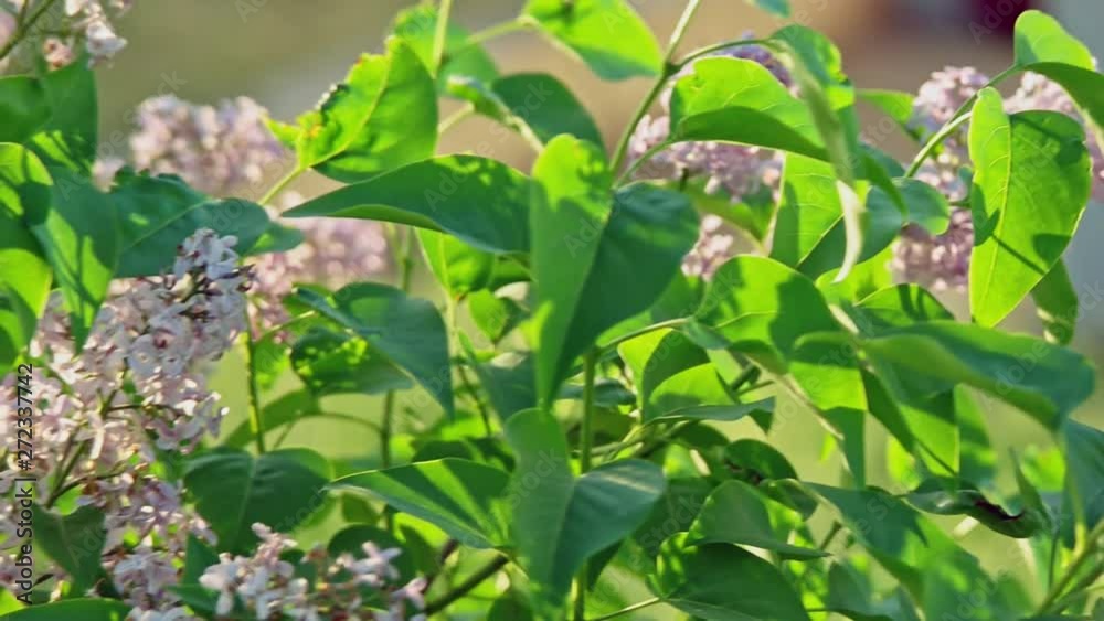 Lilac blossoming bush in slow motion Lilac blossoming bush in slow motion