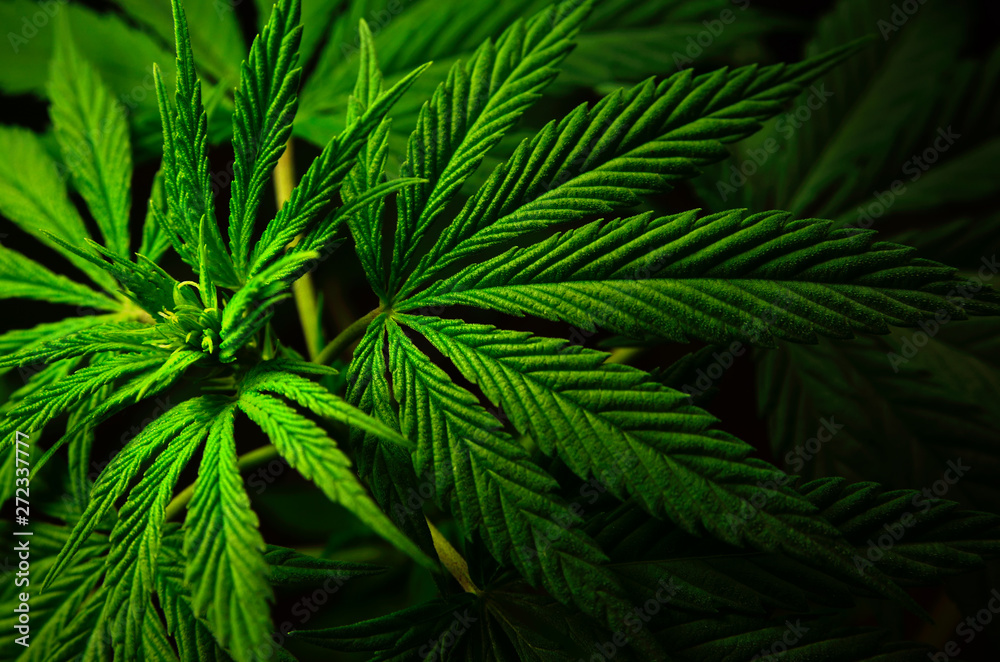 Large leaves of marijuana on a black background. Growing medical cannabis. Large leaves of marijuana on a black background. Growing medical cannabis.
