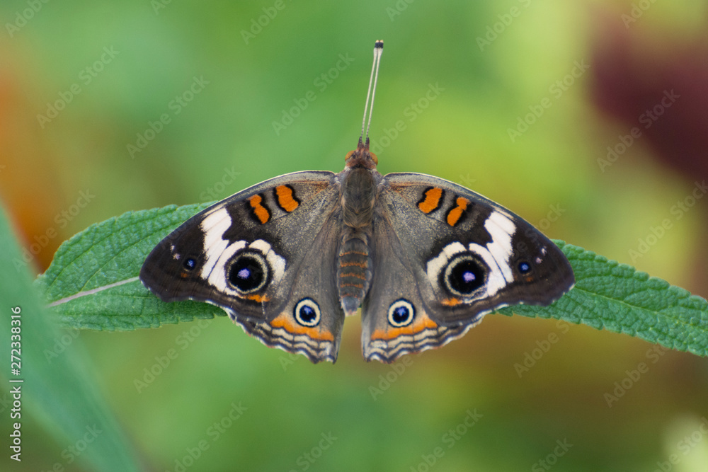 Obraz premium Butterfly 2019-45 / Common Buckeye Butterfly (Junonia coenia)