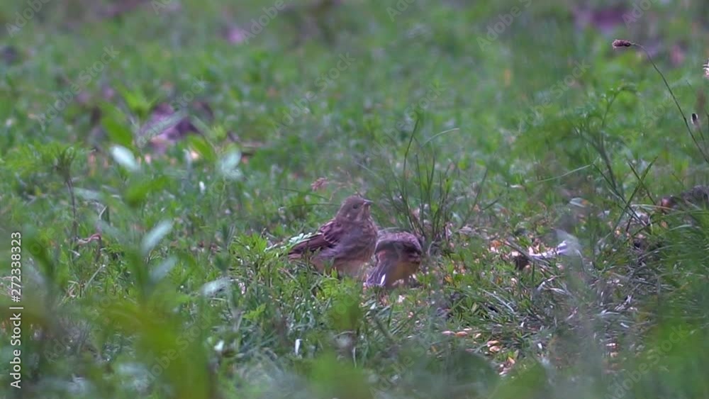 Yellowhammer feeding youngster Yellowhammer feeding youngster