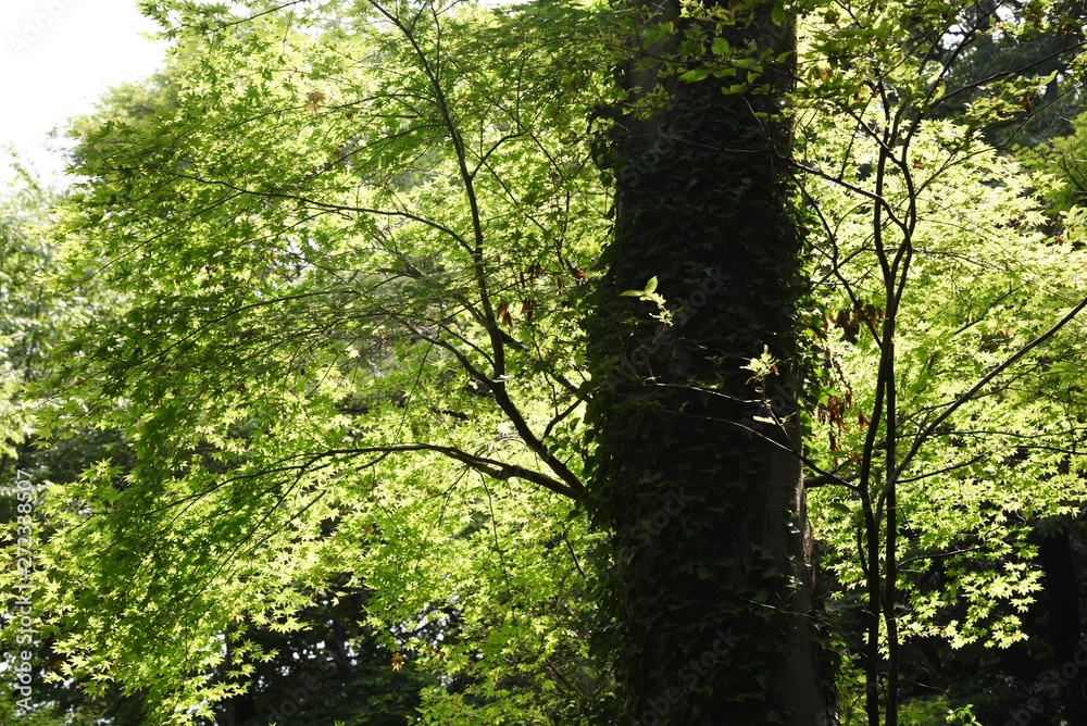 Fototapeta premium Fresh green of the natural park in early summer.