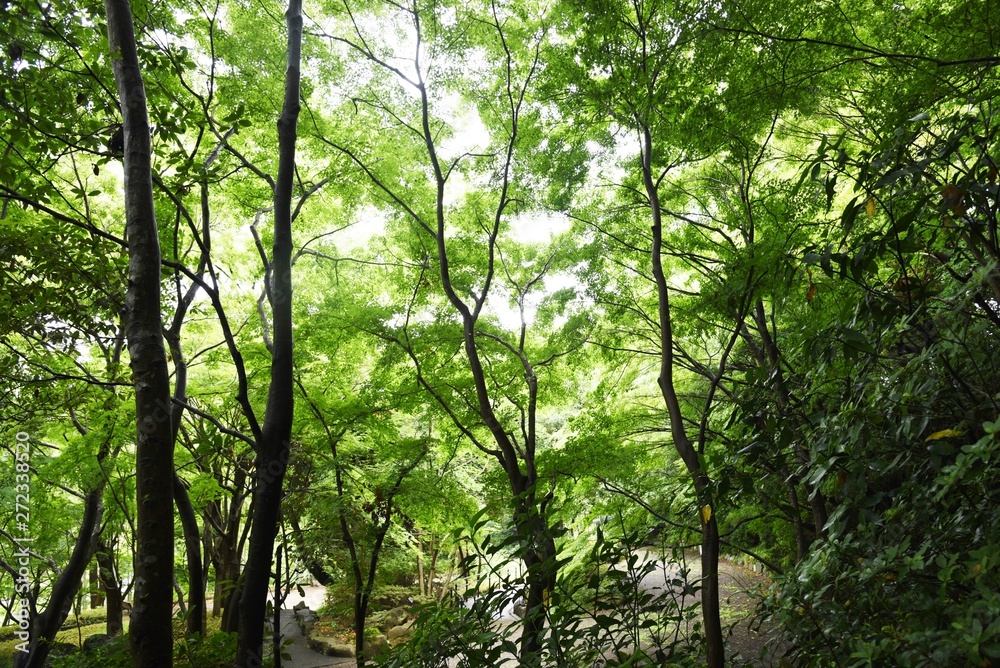 Fresh green of the natural park in early summer. Fresh green of the natural park in early summer.