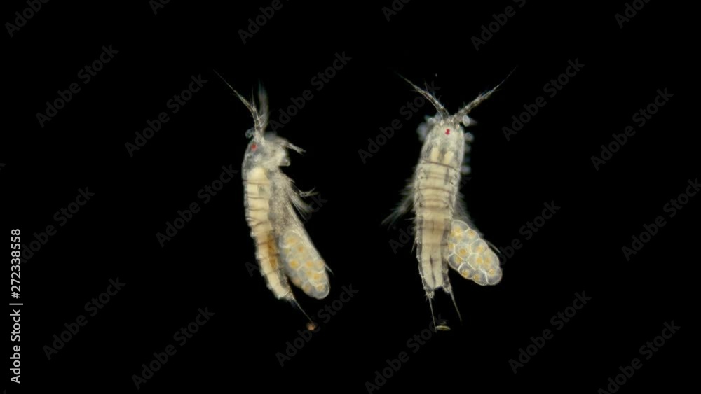 Copepod crustacean zooplacton under a microscope, the female of the crustacean of the order Harpacticoida with eggs, unlike other crustaceans, has only one bag with eggs and short whiskers, a favorite Copepod crustacean zooplacton under a microscope, the female of the crustacean of the order Harpacticoida with eggs, unlike other crustaceans, has only one bag with eggs and short whiskers, a favorite