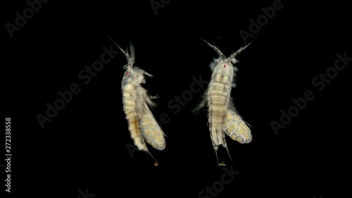 Copepod crustacean zooplacton under a microscope, the female of the crustacean of the order Harpacticoida with eggs, unlike other crustaceans, has only one bag with eggs and short whiskers, a favorite