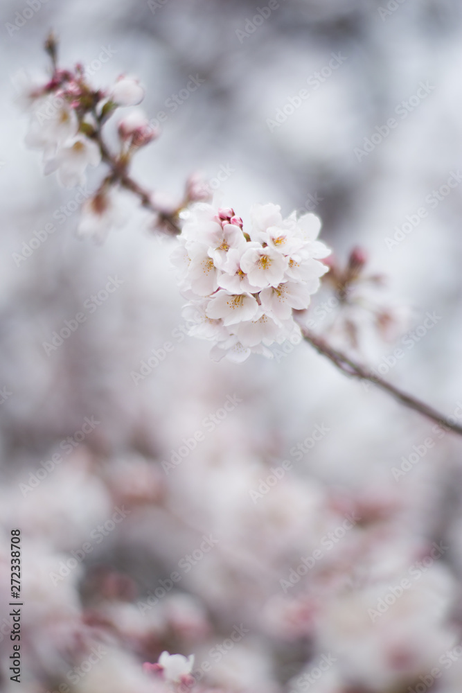 桜の花と枝