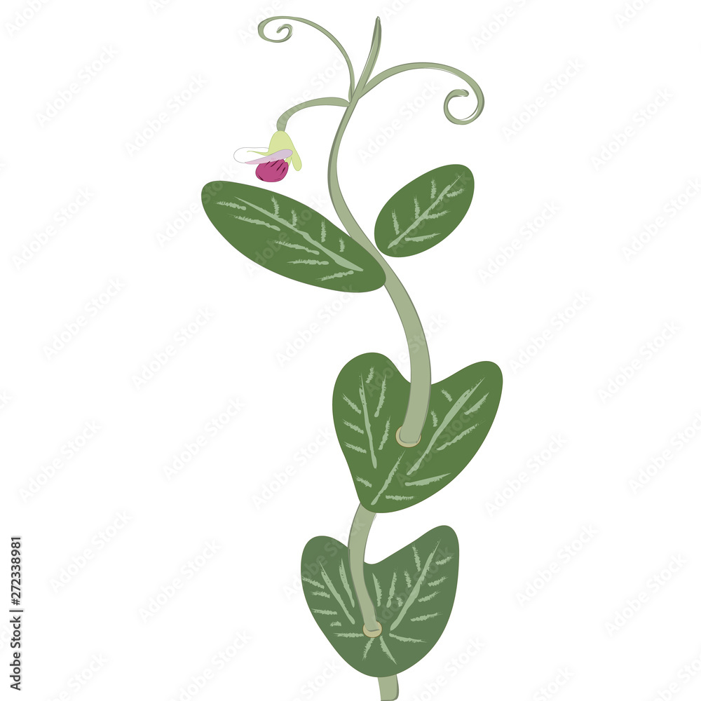 Single Pea Vine with blossom Single Pea Vine with blossom