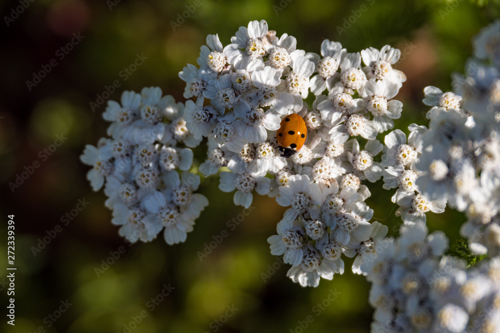 one tiny ladybug resting on top of Cow Parsnip flower on a sunny day in the garden one tiny ladybug resting on top of Cow Parsnip flower on a sunny day in the garden