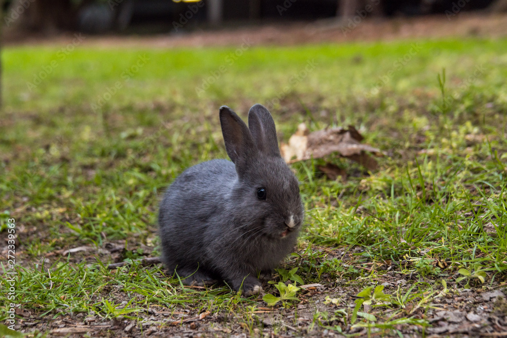 Fototapeta premium one cute grey rabbit having its meal on green grass field under the shade