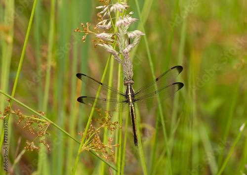 Dragonfly on grass