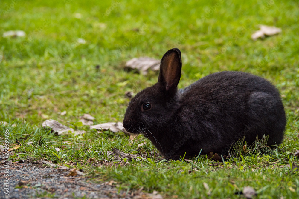 portrait of one cute black  rabbit laying on grassy ground