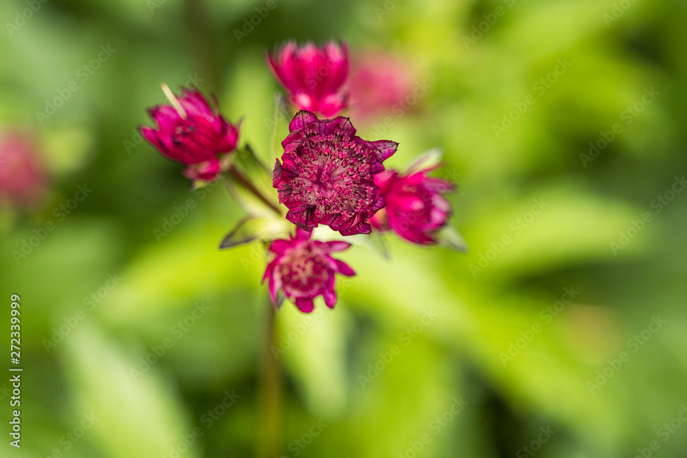 close up of beautiful pink Masterwort flowers blooming in the garden with creamy green background close up of beautiful pink Masterwort flowers blooming in the garden with creamy green background