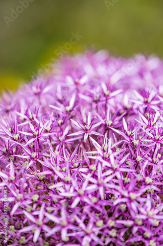 macro shot of ball shaped pink Allium flower with blurry background