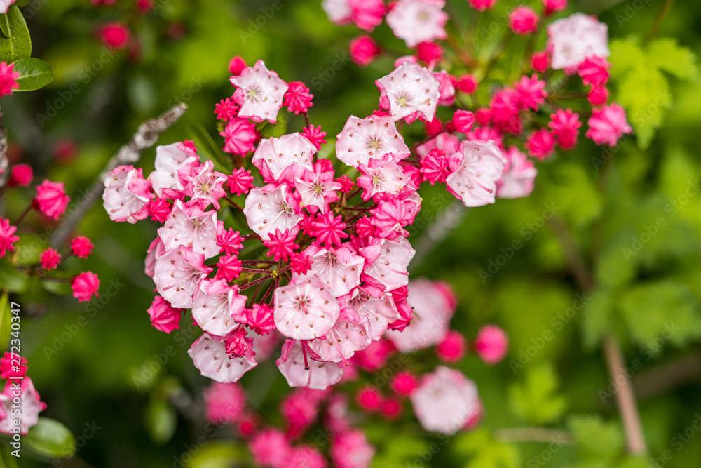 bunch of beautiful little pink flowers blooming on the tip of the branches with blurry green background view from above bunch of beautiful little pink flowers blooming on the tip of the branches with blurry green background view from above