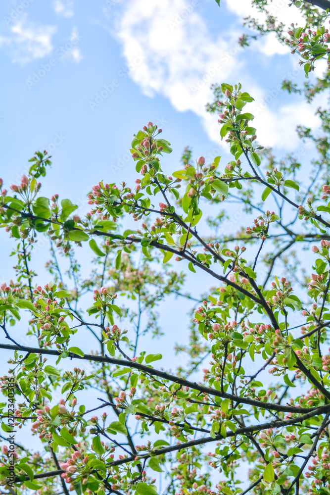 Fototapeta premium Apple tree branches with pink flowers and buds on the blue sky background