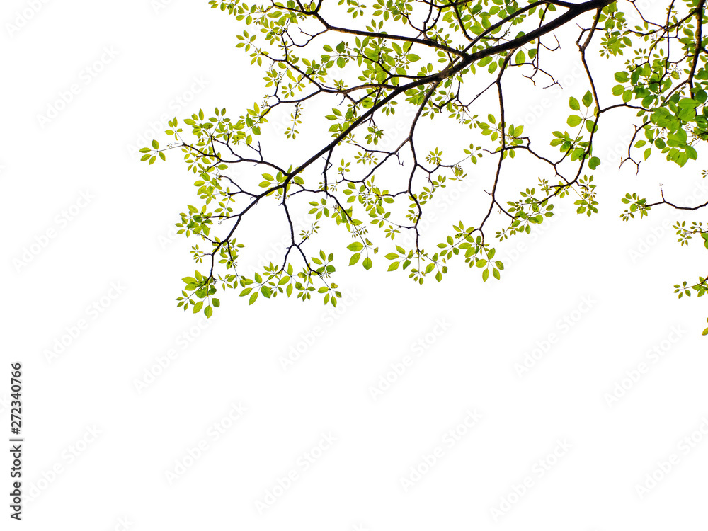 Fototapeta Green leaf and branches on white background