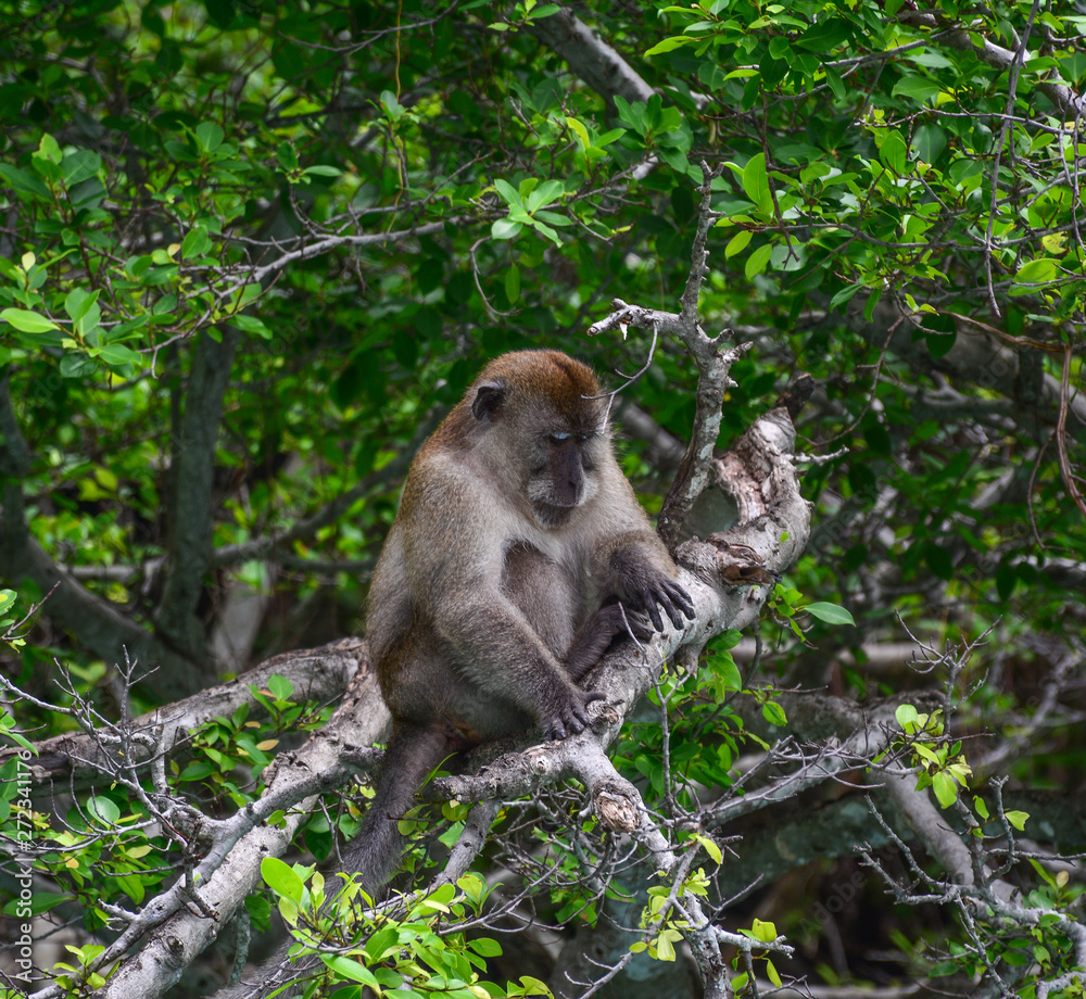 Monkey in deep forest