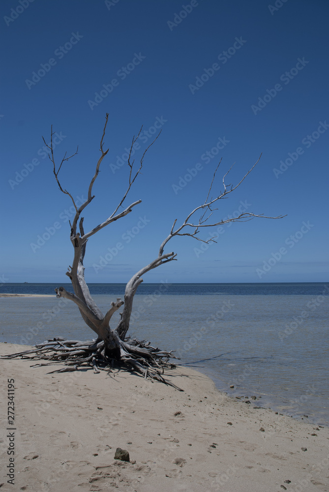 Nouvelle-Calédonie - Bois flotté sur les plages de l'Îlot Maître