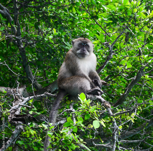 Monkey in deep forest