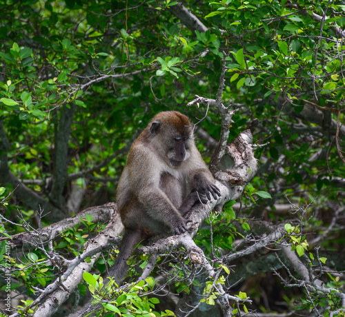 Monkey in deep forest