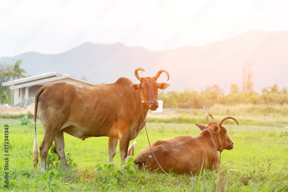 The cow looks like a big, beautiful look. The cow looks like a big, beautiful look.