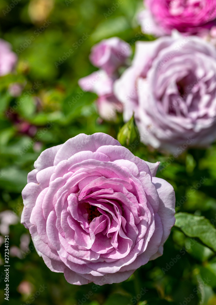 Close-up of light purple Violet's Pride floribunda rose hybrid in selective focus outdoors in garden on sunny day Close-up of light purple Violet's Pride floribunda rose hybrid in selective focus outdoors in garden on sunny day