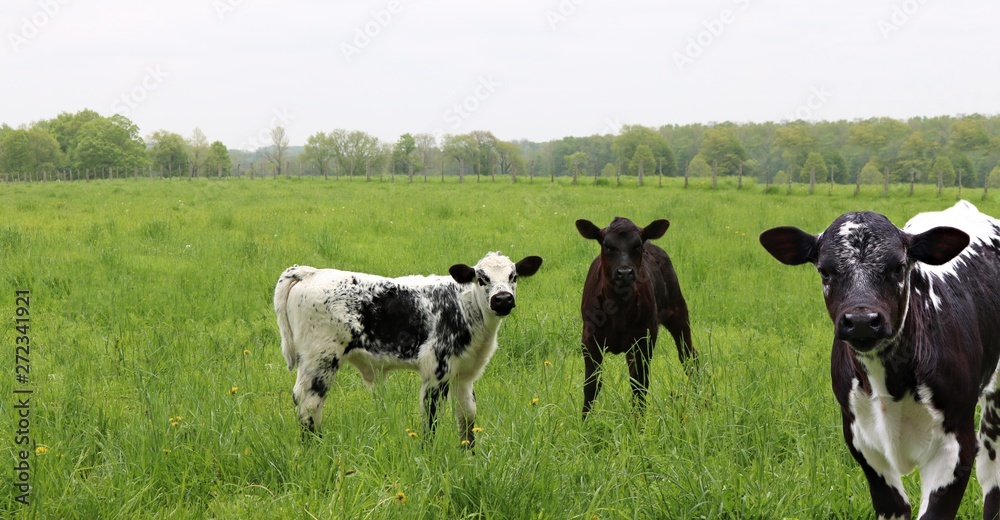 Three young black and white speckled mottled roan calves in the meadow