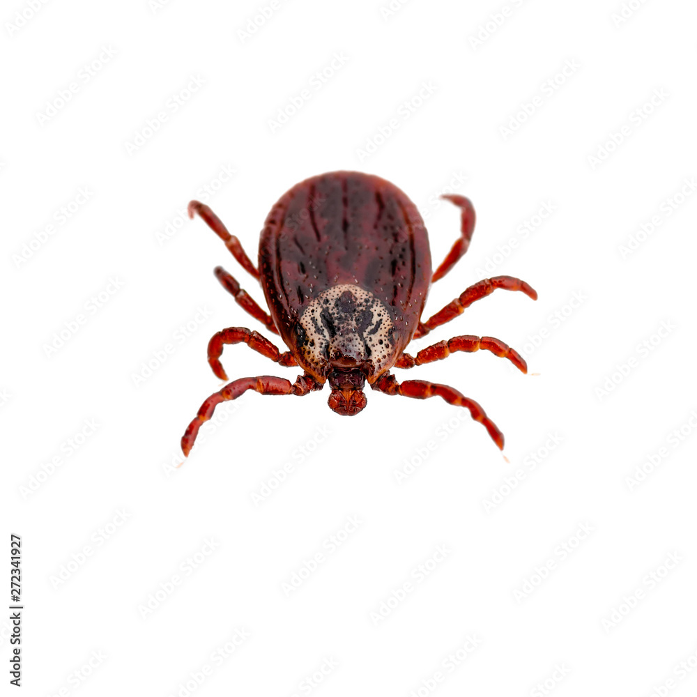 Encephalitis Virus or Lyme Borreliosis Disease or Monkey Fever Infectious Dermacentor Tick Arachnid Parasite Insect Macro Isolated on White Background