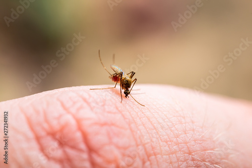Encephalitis, Yellow Fever, Malaria Disease, Mayaro or Zika Virus Infected Culex Mosquito Parasite Insect Macro © nechaevkon