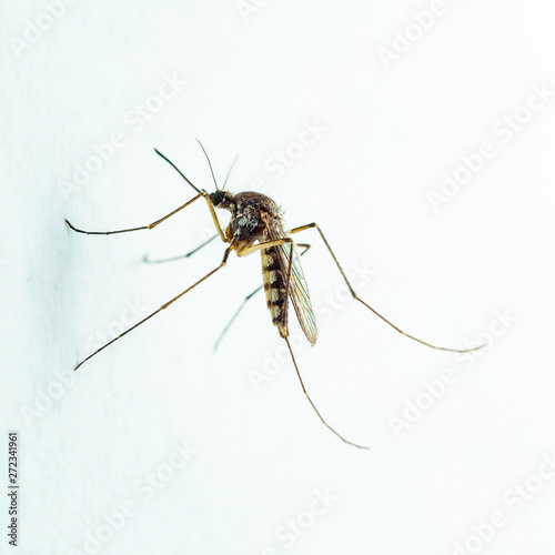 Encephalitis, Yellow Fever, Mayaro, Malaria Disease, Mayaro or Zika Virus Infected Culex Mosquito Parasite Insect on White Wall Background