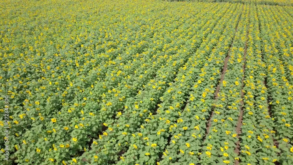 Aerial image of a vast Sunflower field. Aerial image of a vast Sunflower field.
