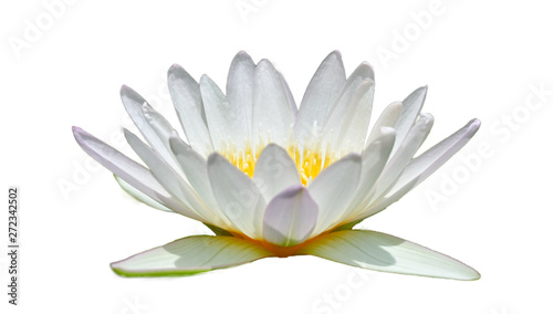 Fototapeta Naklejka Na Ścianę i Meble -  White lotus in a white background Isolate