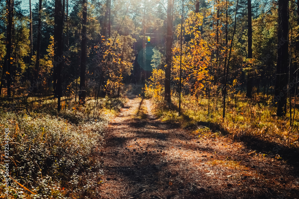 Amazing scenic landscape at early morning in autumn forest. Dazzling bright sunlight through tree branches silhouettes. Rich fall foliage glitter in sunbeams. Wonderful sunrise. Lovely sunset scenery.